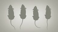 Grafik: Vier Mäuse.