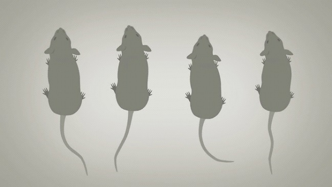 Grafik: Vier Mäuse.