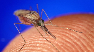 Nahaufnahme einer Anopheles-Mücke, Überträger des Malaria-Erregers.