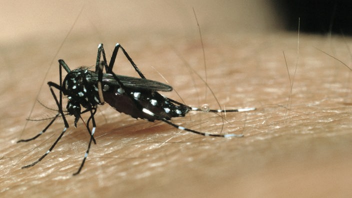 Bild einer schwarzen Mücke mit weißen Streifen, die einen Menschen sticht. 