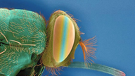 Man sieht den unter einem Mikroskop vergrößerten Kopf einer Tsetse-Fliege.
