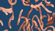 Orangefarbene gekrümmte Stäbchen auf blauem Hintergrund - der Choleraerreger Vibrio cholerae unter einem Elektronenmikroskop.