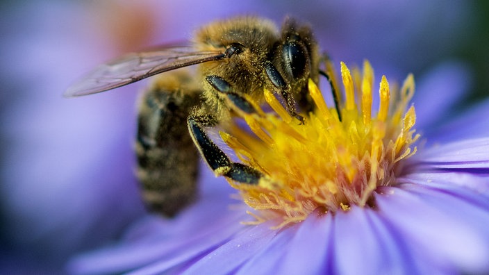 Biene auf einer lila Blume. | Bildquelle: WDR/Dpa Biene auf einer lila Blume.