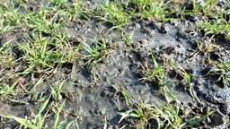 Gülle auf einem Feld