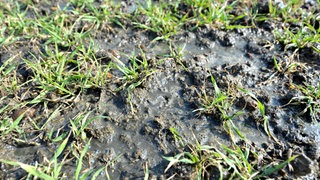 Gülle auf einem Feld