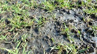Gülle auf einem Feld
