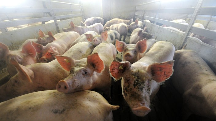Eng zusammenstehende Schweine in einem Stall