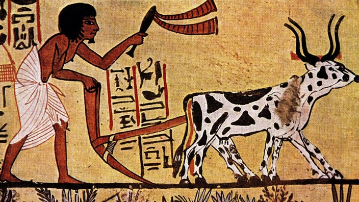 Altes farbiges ägyptisches Relief: Ein Bauer hinter einem Pflug, der von einem Rind gezogen wird.