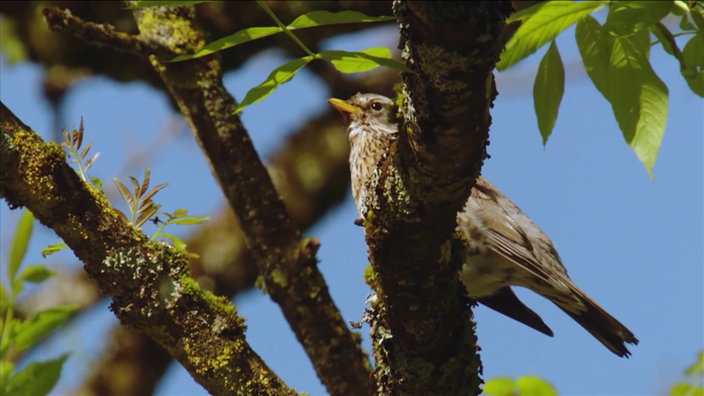 Singvogel auf einem Ast in einem Baum.