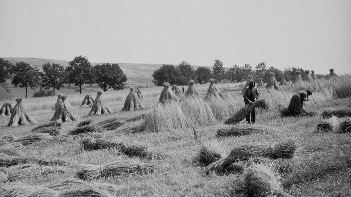 Historische Schwarzweißaufnahme: Landarbeiter bei der Roggenernte im Taunus, 1929.