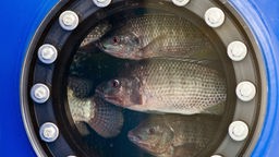 Tilapia-Fische schwimmen in einem Aquarium und schauen durch eine Luke