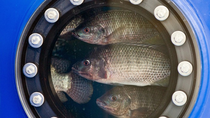 Tilapia-Fische schwimmen in einem Aquarium und schauen durch eine Luke | Bildquelle: dpa Tilapia-Fische schwimmen in einem Aquarium und schauen durch eine Luke