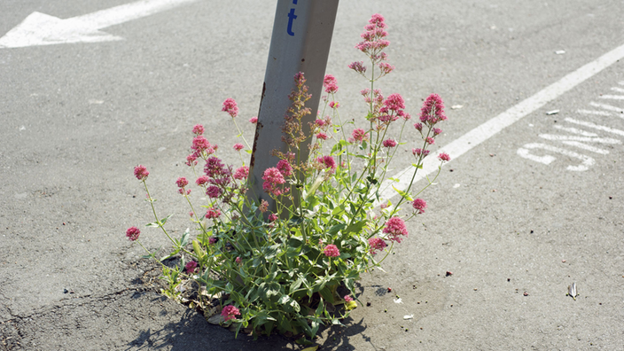 Eine pinke Blume wächst neben einer Straße