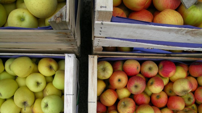 Aufsicht auf Obstkisten mit verschiedenen Apfelsorten.