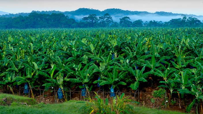 Bananenplatage | Bildquelle: WDR/Mauritius/John Warburton-Lee Bananenplatage