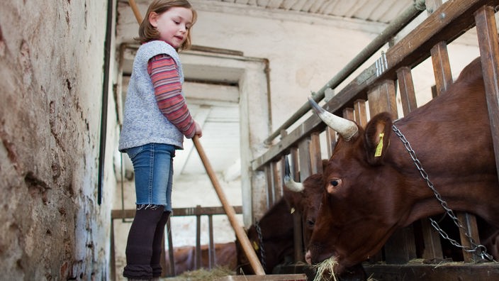 Kleines Mädchen schiebt mit dem Besen Heu im Kuhstall. Die Rinder fressen derweil.