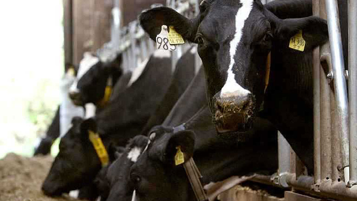 Mehrere schwarz-weiße Milchkühe stecken den Kopf aus ihren Stallboxen und fressen Heu.