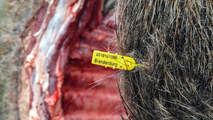 Nahaufnahme eines erlegten Wildschweins | Bildquelle: picture alliance/dpa/dpa-Zentralbild Nahaufnahme eines erlegten Wildschweins