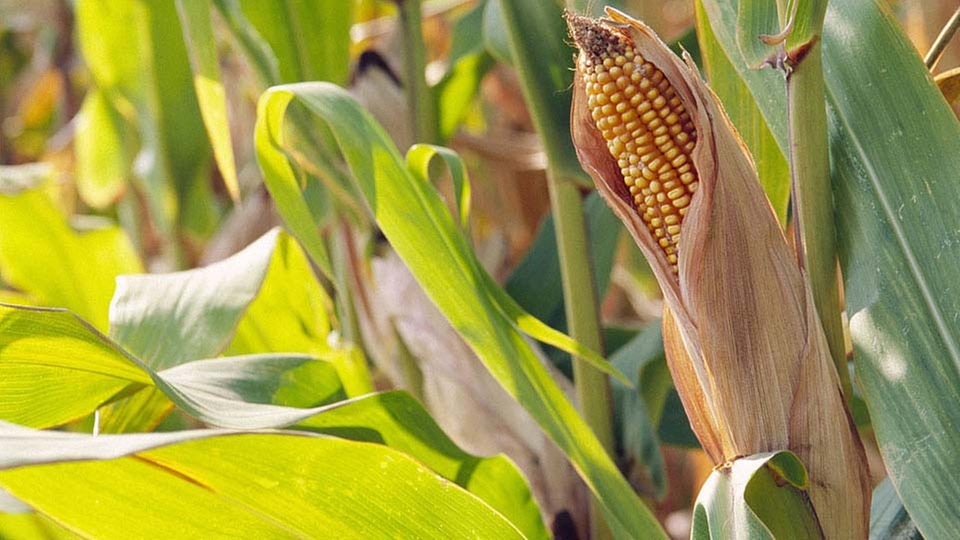 Getreide: Warenkunde - Lebensmittel - Gesellschaft - Planet Wissen