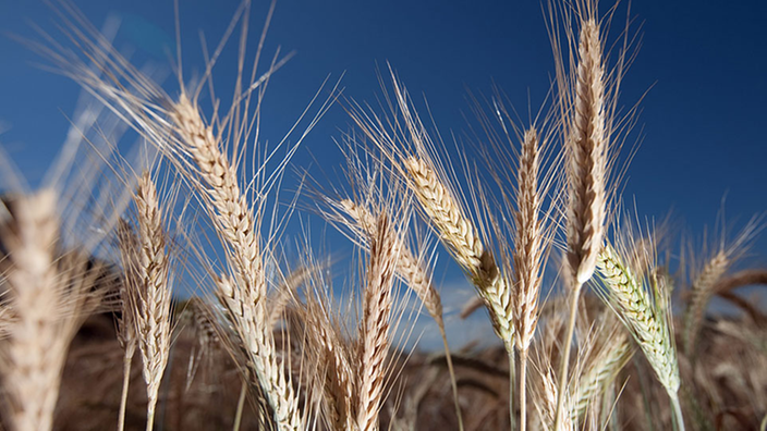 Triticale Ähren auf dem Feld. | Bildquelle: WDR/dpa/Friso Gentsch Triticale Ähren auf dem Feld.