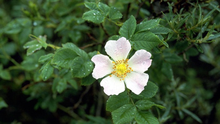 Eine blühende Hundsrose.