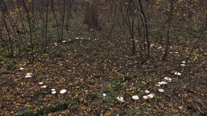 Mehrere helle Pilze wachsen in einem exakten Kreis aus der Erde