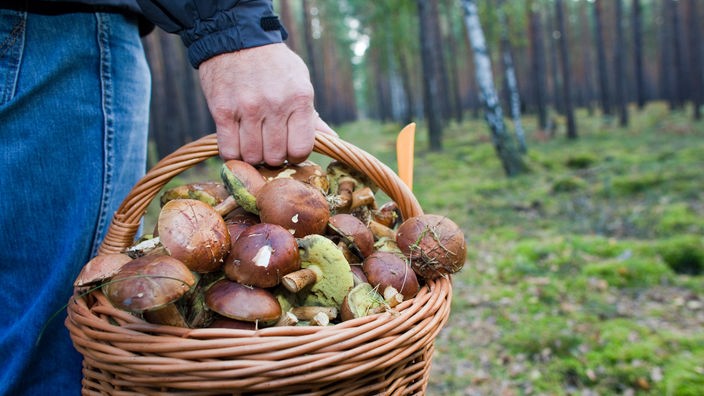 Ein Pilzsammler trägt in einem Waldstück einen vollen Korb mit Maronen. 