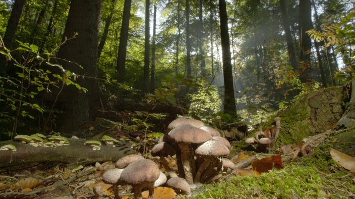 Hallimasch in einem Wald | Bildquelle: dpa/Stefan Hähnsen Hallimasch in einem Wald