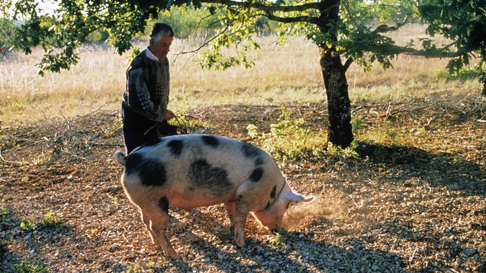 Ein Mann mit seinem Schwein bei der Trüffelsuche.