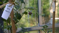 An einer Kartoffelpflanze im Gewächshaus hängt eine Beere.