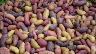 Kartoffeln unterschiedlicher Form und Farbe liegen durchmischt nebeneinander. 