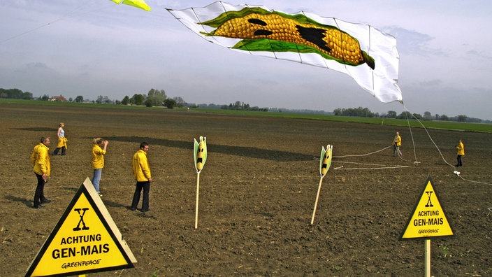 Umweltschützer und Schilder machen auf einem Feld auf Genmais aufmerksam