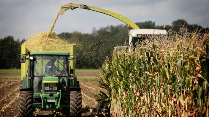 Ein Traktor mit Anhänger fährt während der Maisernte neben einem Häcksler über ein Maisfeld.