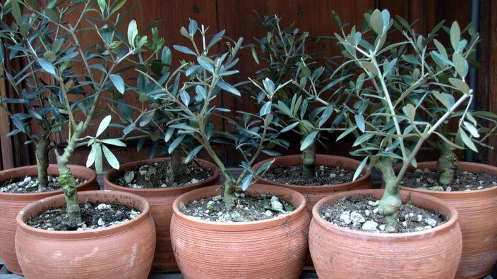 Junge Olivenbäume in Blumentöpfen aus Terrakotta