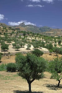 Olivenhain in Kalabrien