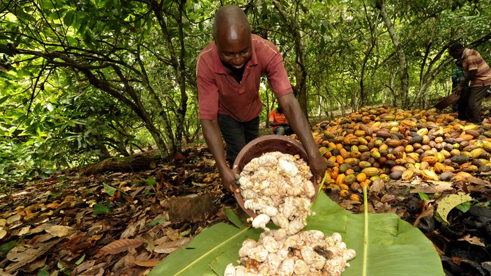Ein Mann schüttet Kakaofrüchte auf Bananenblätter