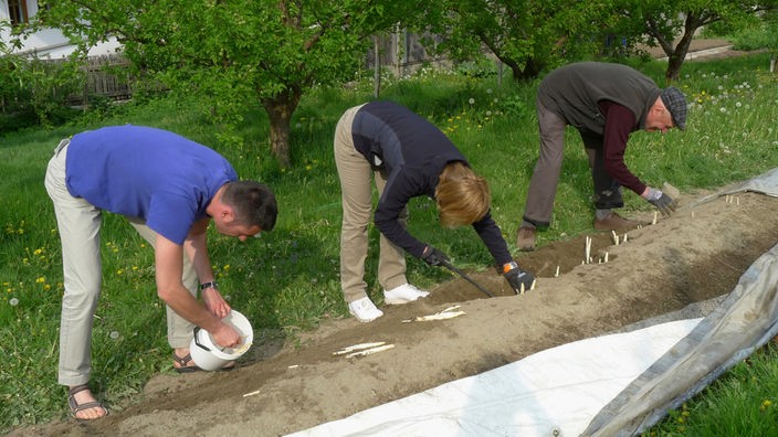 Drei Menschen beugen sich über einen Erdwall in einem Garten, um Spargel zu ernten