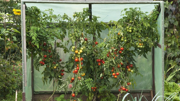 Tomatenpflanzen im Garten.