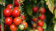 Tomatenpflanze mit vielen roten Tomaten.