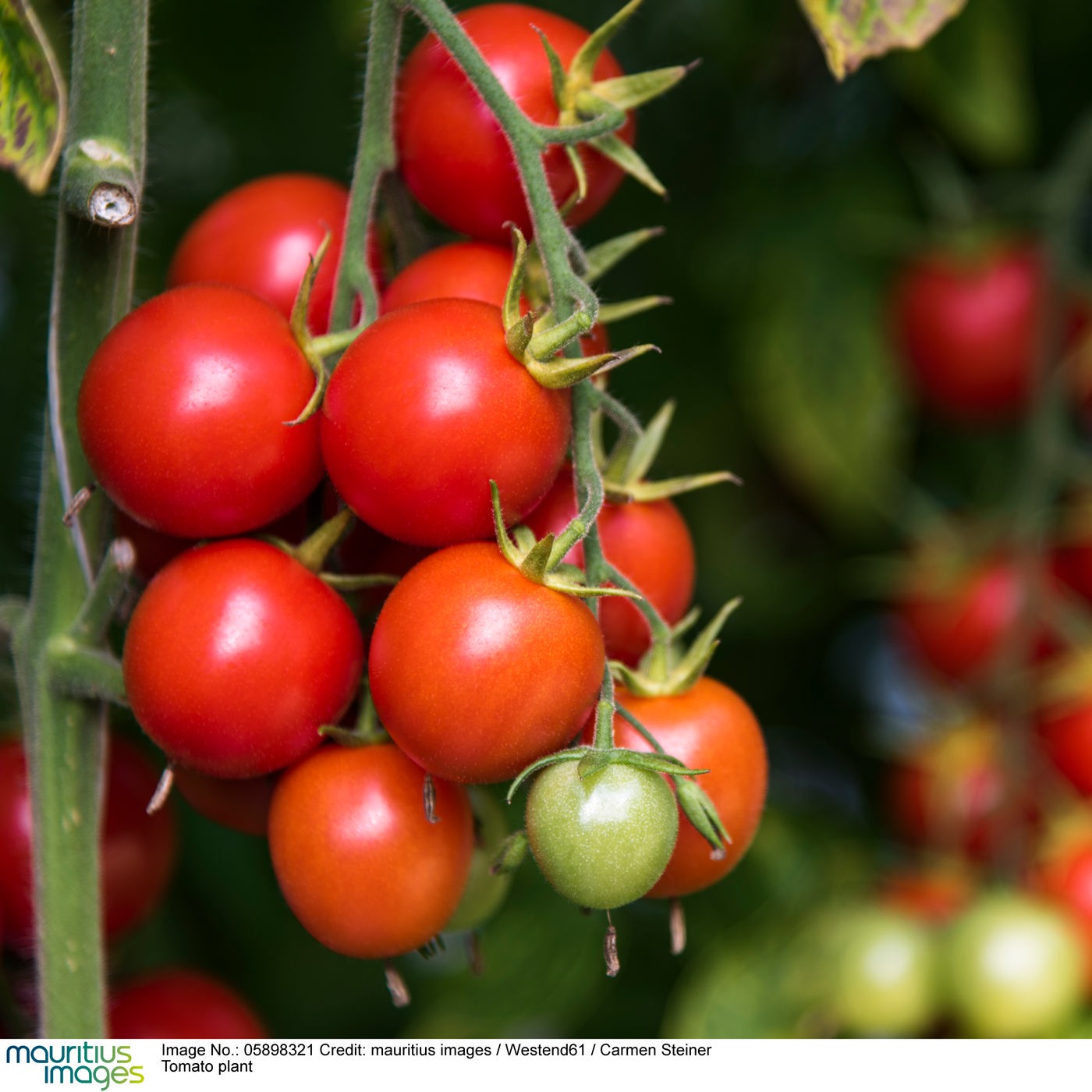 Wann Sind Tomaten Schlecht - Captions Hunter