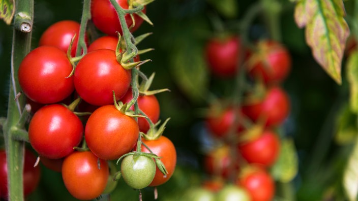 Tomatenpflanze mit vielen roten Tomaten. | Bildquelle: mauritius images/Westend61 Tomatenpflanze mit vielen roten Tomaten.