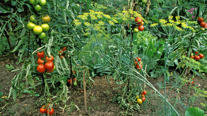 Tomatenpflanzen im Garten. | Bildquelle: imago Tomatenpflanzen im Garten.