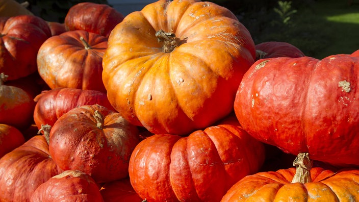 Unterschiedlich große, orange-rote Kürbisse auf einem Haufen. | Bildquelle: WDR / imago/Eibner Unterschiedlich große, orange-rote Kürbisse auf einem Haufen.