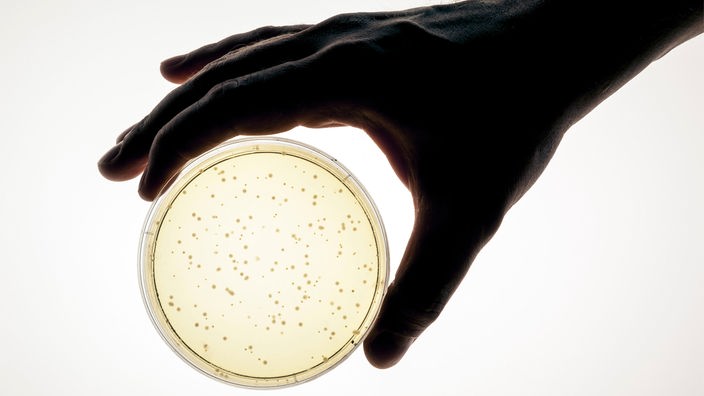 Eine Hand hält eine Petrischale 