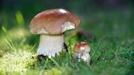 Ein kleiner und ein großer Steinpilz im Wald