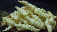 Der Knollenziest (stachys affinis oder stachys sieboldii), auch chinesische Artischocke oder japanische Kartoffel