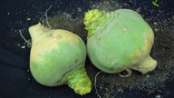 Die Steckrübe (brassica napus ssp. rapifera), auch Kohlrübe, Unterkohlrabi oder Wruke