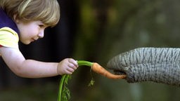 Ein Kleinkind auf der linken Seite hält eine Möhre in der Hand. Von rechts sieht man einen Elefantenrüssel ins Bild kommen, der nach der Möhre greift.