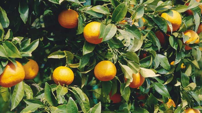 Orangenbaum mit reifen Früchten