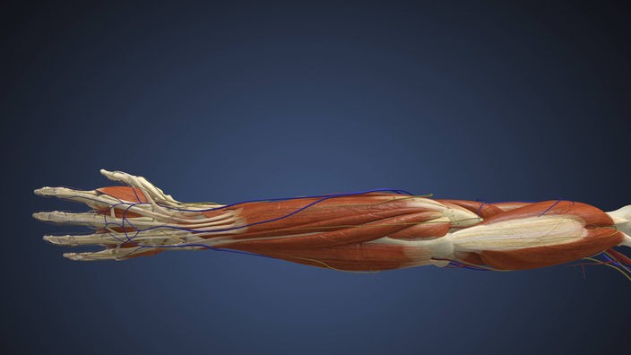 Schematische Darstellung eines menschlichen Arms mit seinen Skelettmuskeln und Nerven